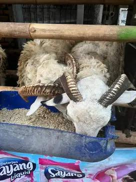 Kambing Qurban Terjangkau