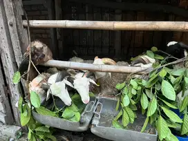 Kambing Qurban Terjangkau