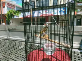 Kenari muda gacor