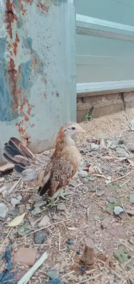 Ayam serama betina 2 bulan lebih