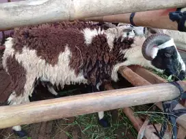 Jual hewan qurban Cimahi dekat alun alun