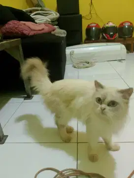 kucing betina proven sekali