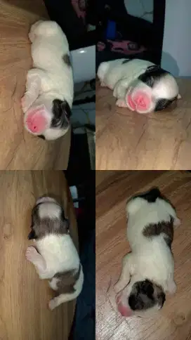 Jual Anjing Maltese x Dalmatian