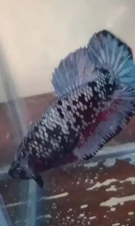 Ikan cupang Avatar progress