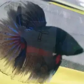 Ikan cupang Hulk barang langka