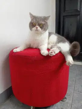 British shorthair / BSH Bicolour
