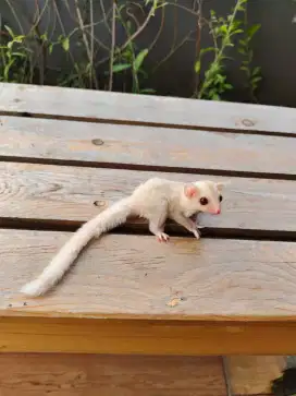 Sugar Glider Creamino Jantan