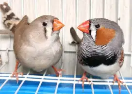 Jual burung zebra Finch holand sepasang