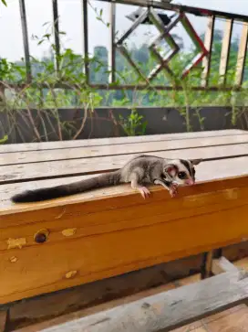 Sugar Glider Grey Het Creamino