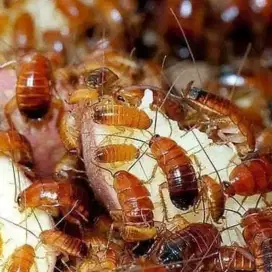 Kecoa Turkish pakan reptil ikan
