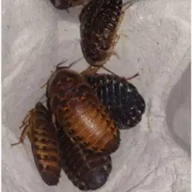 Kecoa Dubia pakan ikan reptil predator