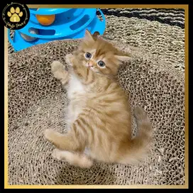 OPEN BOOKING KUCING KITTEN PERSIA MUNCHKIN NON STANDAR / TIDAK CEBOL