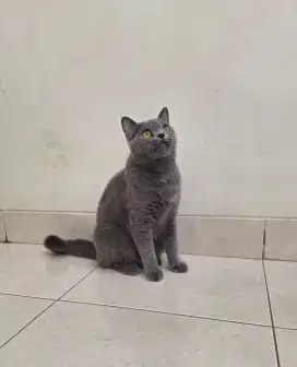British Shorthair,Betina,bisa NEGO