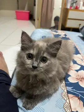 Adop Kitten umur 3 bulan