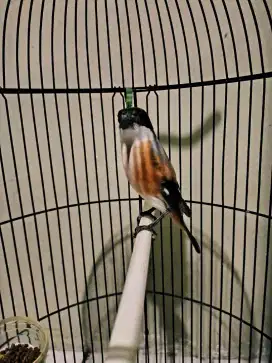 Burung cendet pastol