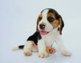 Dijual anjing beagle tricolor lemon jantan betina hush puppies puppy