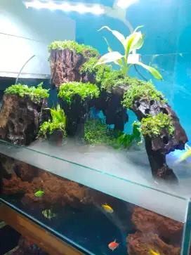 Lowongan kerja karyawan toko ikan hias dan aquarium