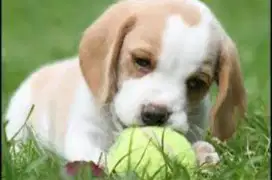 Dijual anak anjing beagle 2 bln pure warna lemon/tricolor