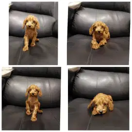 puppy tiny poodle betina non stb non vksn !!! no php