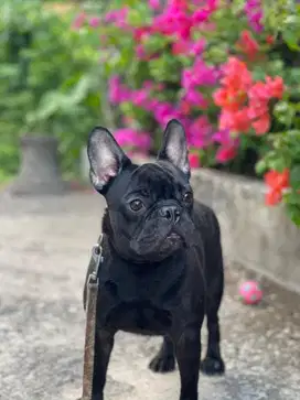 Jual anjing frenchbulldog