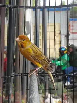 Burung Kenari F1sf Gacor