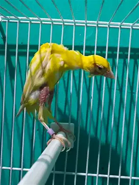 Kenari Betina Gb import