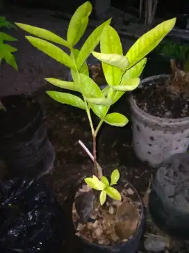 JAAMBU KERIKIL DARI BIJI