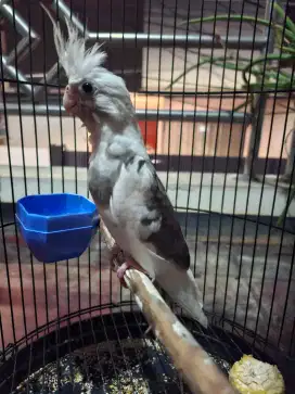 Falk, parkit australia white face pied