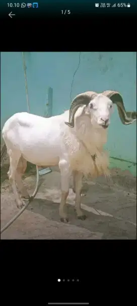 Kambing Qurban Siap Potong Harga Terjangkau Bisa Antar Bintaro Sekitar