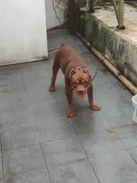 Lepas adob pittbul