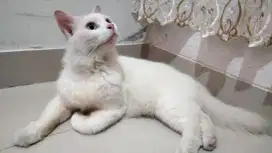 Kucing persia mix himalaya