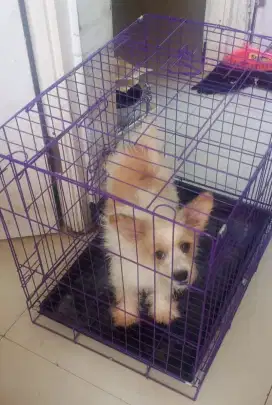Anjing Mix Penjaga Rumah Free ongkir Sejawa