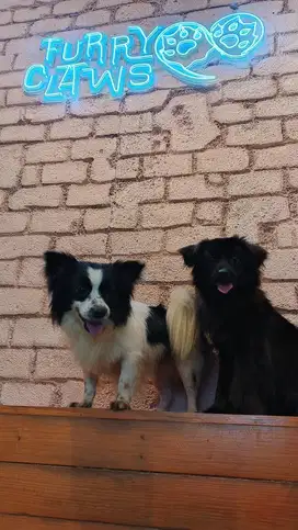 Anjing Mini Pom Mix Tekel