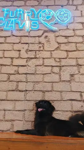 Dijual Anjing Poodle Mix Pom