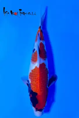 Koi Showa Import Isa