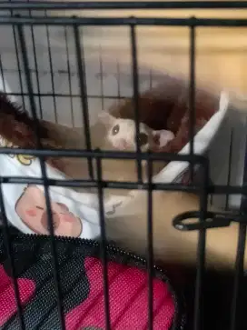 Sugar Glider Leu sepasang indukan