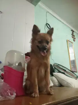 Pomerian Corgy / mini pom mix corgy
