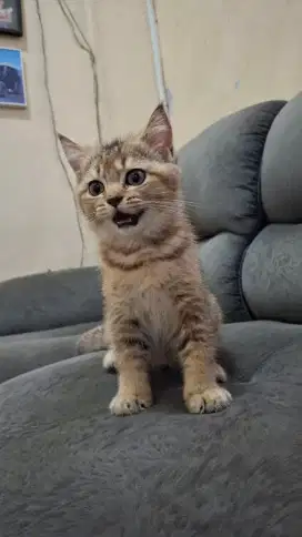 British shorthair betina