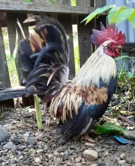 Ayam kate pejantan original