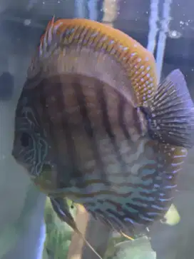 Discus Blue Turquoise