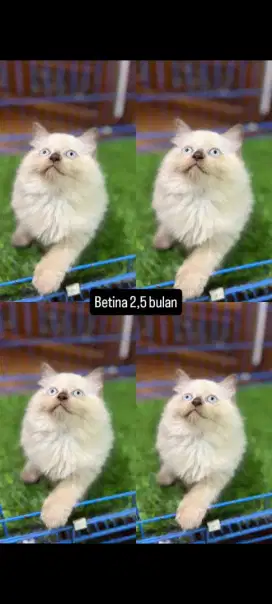 kucing kitten anakan anggora persia british scottish ragdoll munchkin