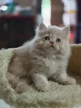 kucing kitten anakan anggora mainecoon nowergian himalaya munchkin