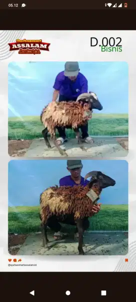 PROMO CUCI KANDANG DOMBA QURBAN KELAS BISNIS