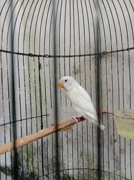 Burung lovebird albino mata merah jinak