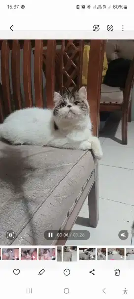 Kiten kucing exo turunan ped