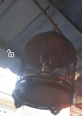 Perkutut silver ngoar. Depok