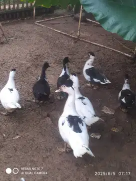 Bebek muda jantan betina