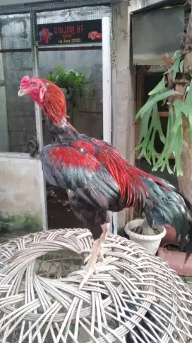 Ayam bangkok pakhoy