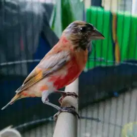 Red Siskin Dilute