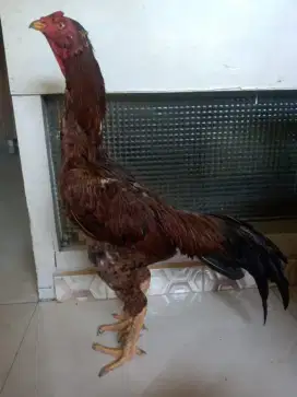 Ayam bulbi Monggo